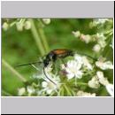 Pseudovadonia livida - Bockkaefer 06.jpg